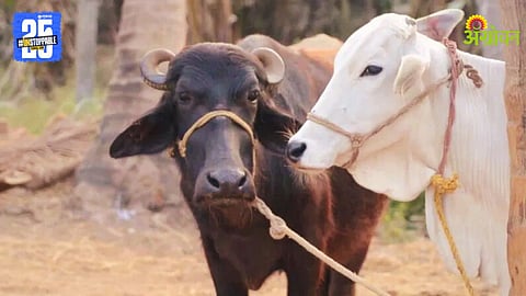 Buffalo and Cow