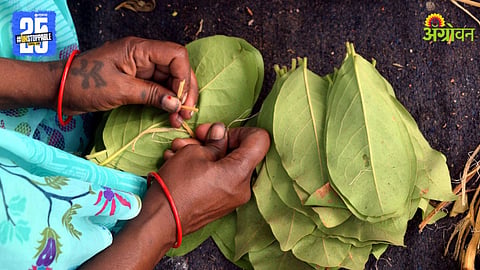 Tendu Leaf