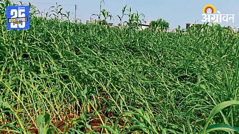 Crop Damage 