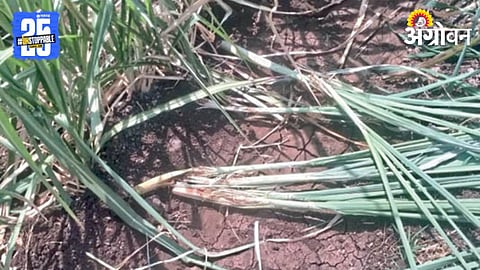 Wild Boar Crop Damage 