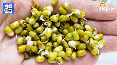Moong Health Benefits 