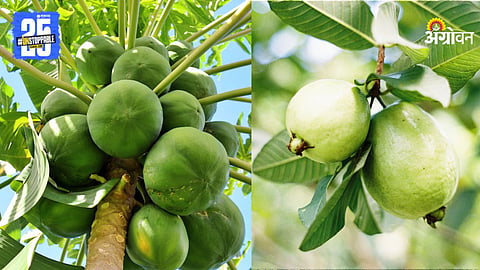 Orchard  Management