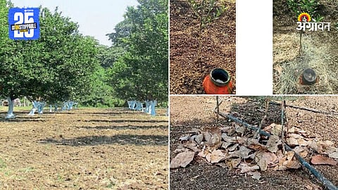 Summer Crop Tips