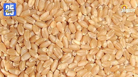 Wheat
