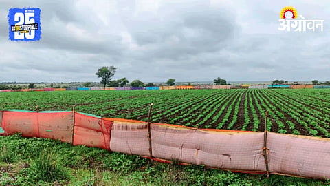 Crop Protection