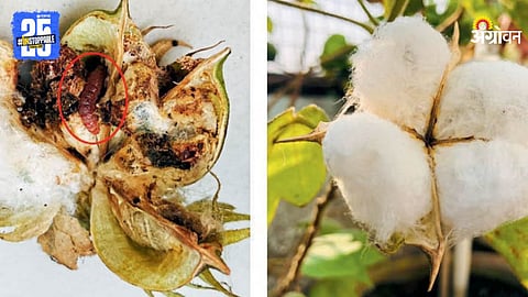 Pink Bollworm