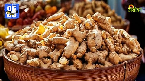 Ginger