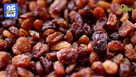 Raisin