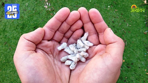 Cotton Seed