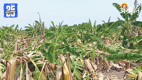 Crop Damage Compensation