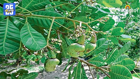 Cashew Farming