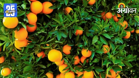 Citrus Estate