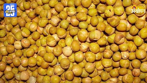 Yellow Pea