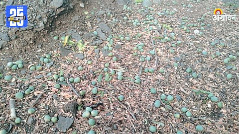 Rain Crop Damage