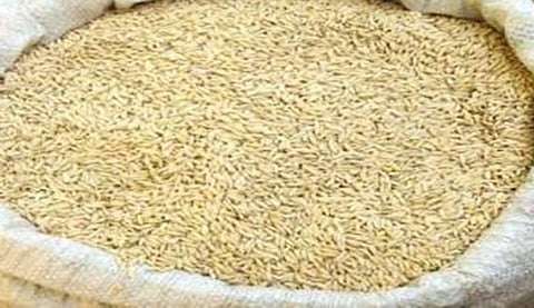 Paddy Production