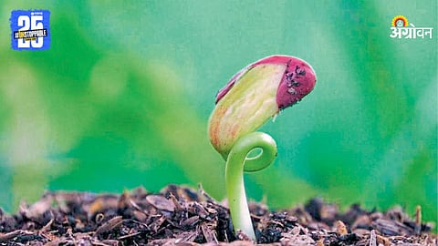 Seed Germination 