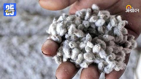 Cotton Seed 