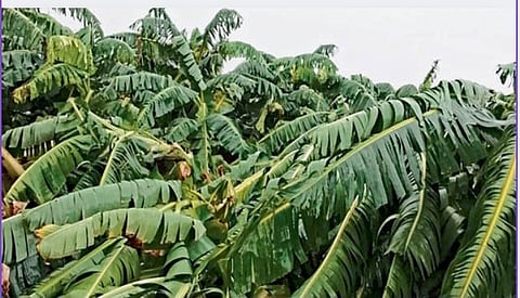Jalgaon Rain Forecast