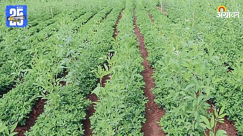 Tur Farming