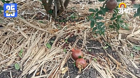 Crop Damage
