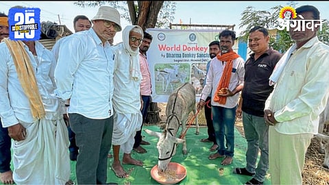 World Donkey Day