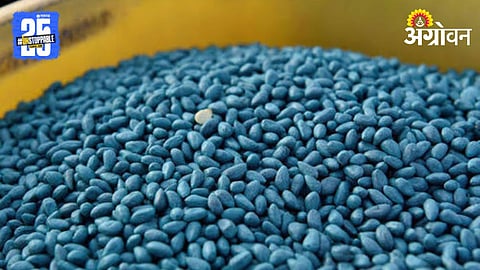Cotton Seed 