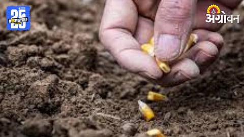 Seed 