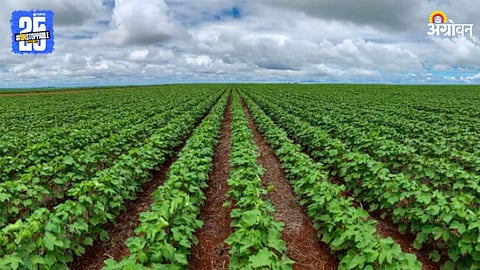 Cotton Farming