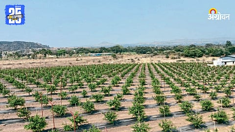 Pomegranate Farming