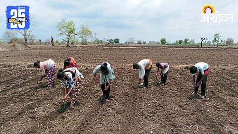 Cotton Cultivation