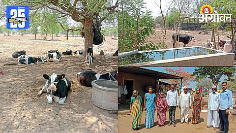 Dairy Farming 