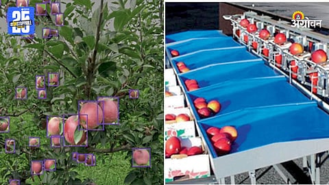 Fruit Harvesting