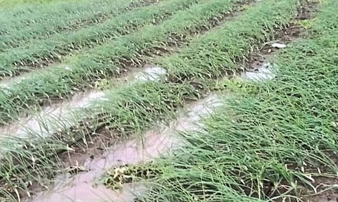 Onion Grower