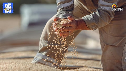 Soybean