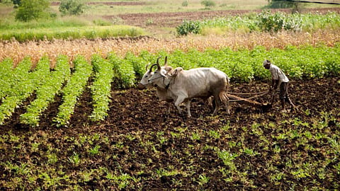 Turmeric Cultivation