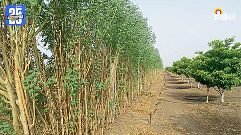 Fruit Farming