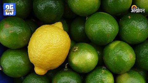 Lemon Market