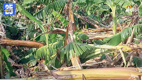 Heavy Rain Crop Damage