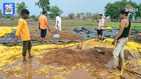 Crop Damage