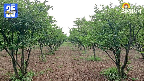 Orchard Plantation 