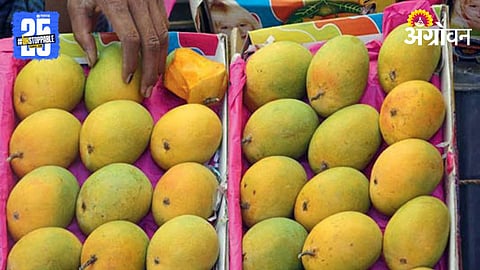 Mango Season