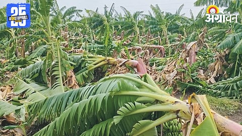 Crop Damage