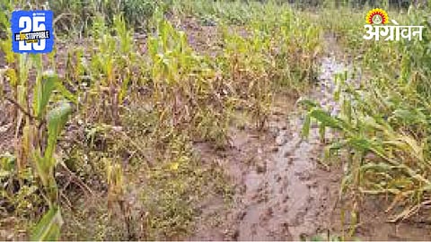 Crop Damage
