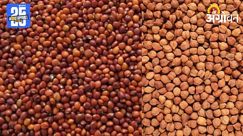 Agriculture Commodity Market
