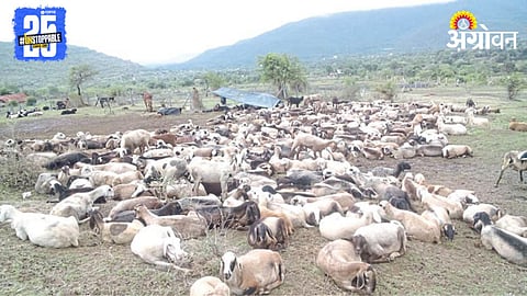 Sheep Rearing 