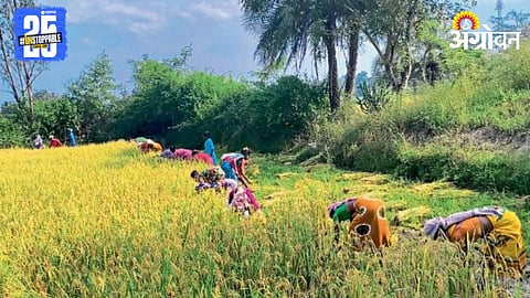 Paddy Harvesting