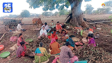 Ginger Farming
