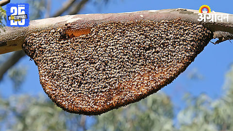 Honey Bee Attack