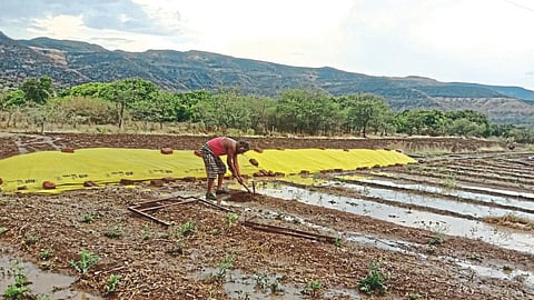 Satara Crop Damage Rain