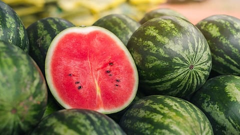 Watermelon Crop